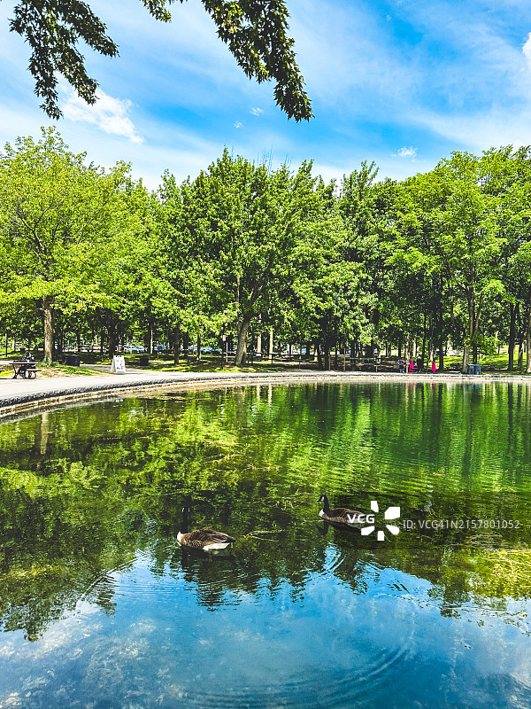 蒙特利尔的海狸湖图片素材