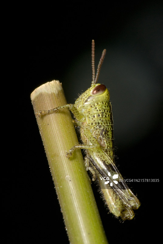 黑色背景下的蝗虫图片素材