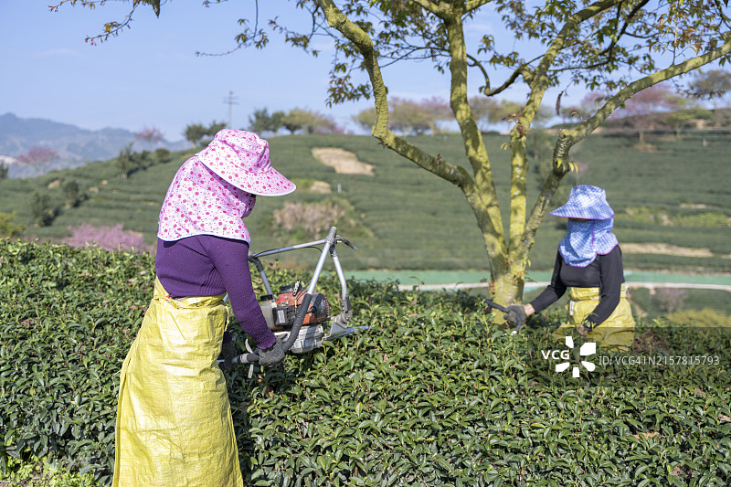 两位女工正在修剪茶树图片素材