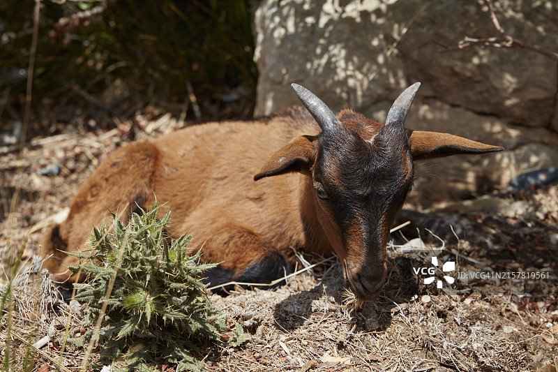 山羊图片素材