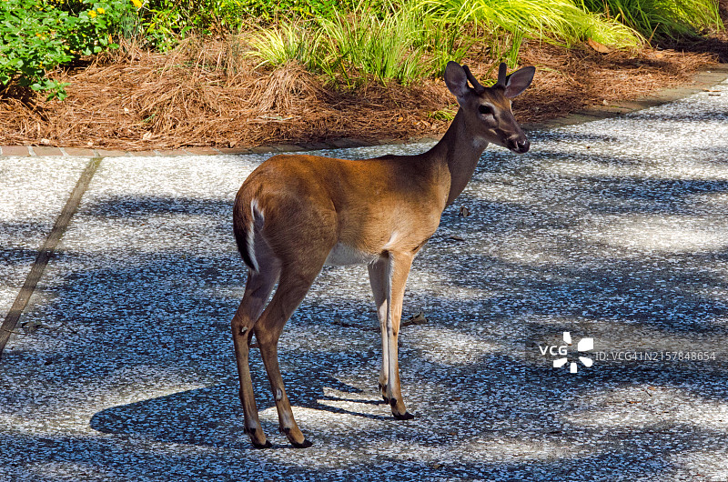车道上的小雄鹿图片素材