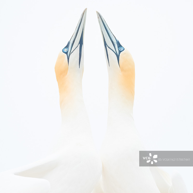 在爱尔兰繁殖的海鸟图片素材