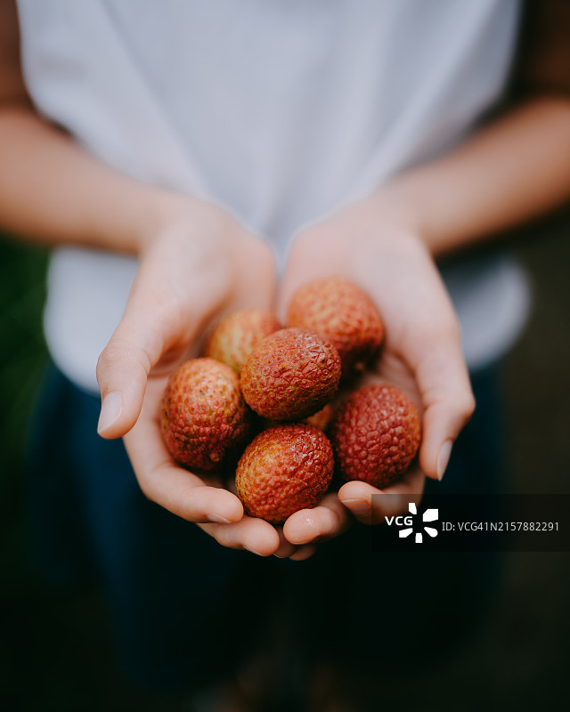 手中的新鲜荔枝图片素材