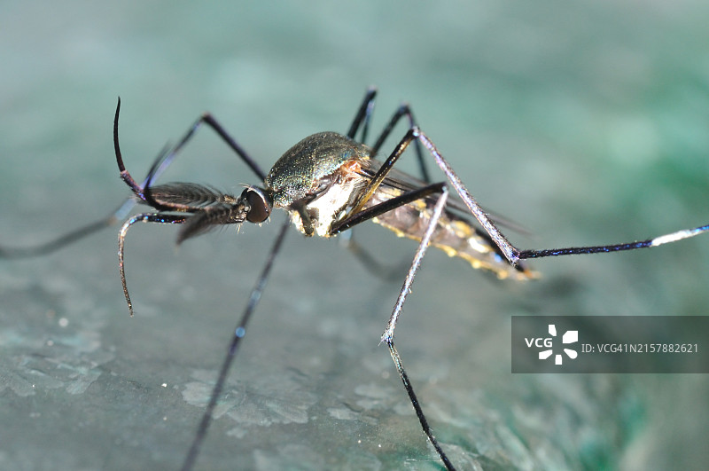 蚊子的超微距特写图片素材