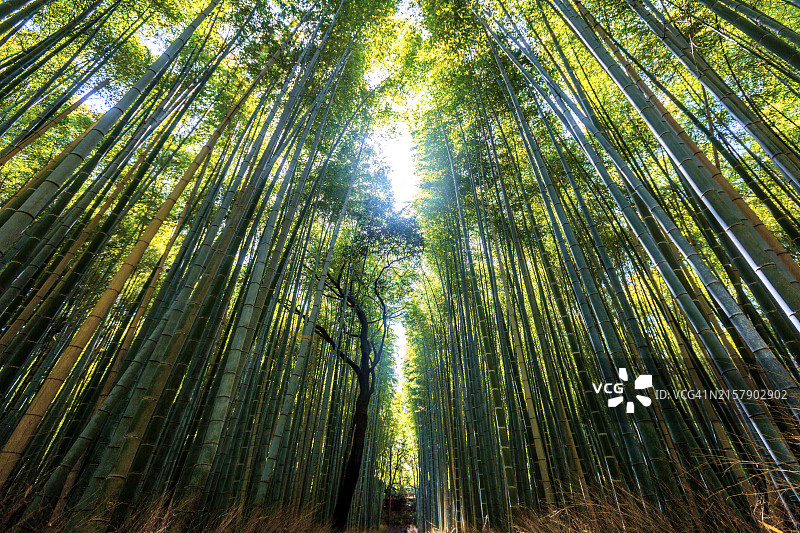 日本京都嵯峨野岚山竹林图片素材