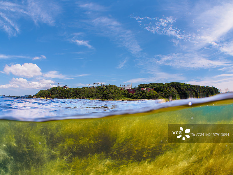 半水面视角马尾藻海藻森林图片素材