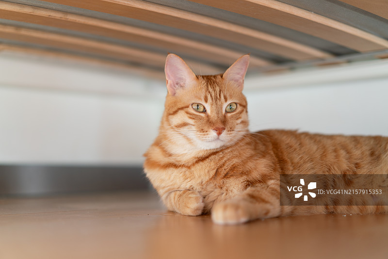 躺在地板上的虎斑猫图片素材