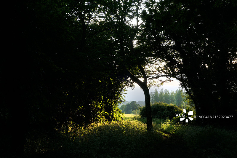五一劳动节森林涌现 – 横向图片素材