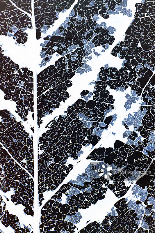 叶脉骨架底片图片素材