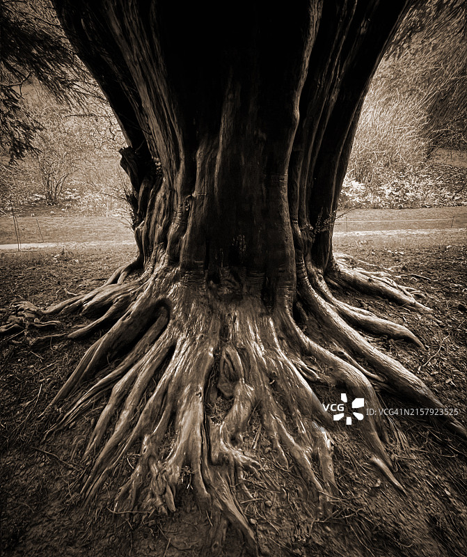 棕褐色展开的树根图片素材