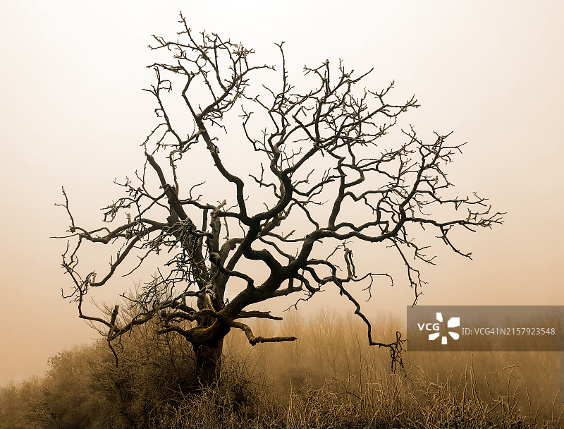 雾蒙蒙早晨的棕褐色蜘蛛树图片素材