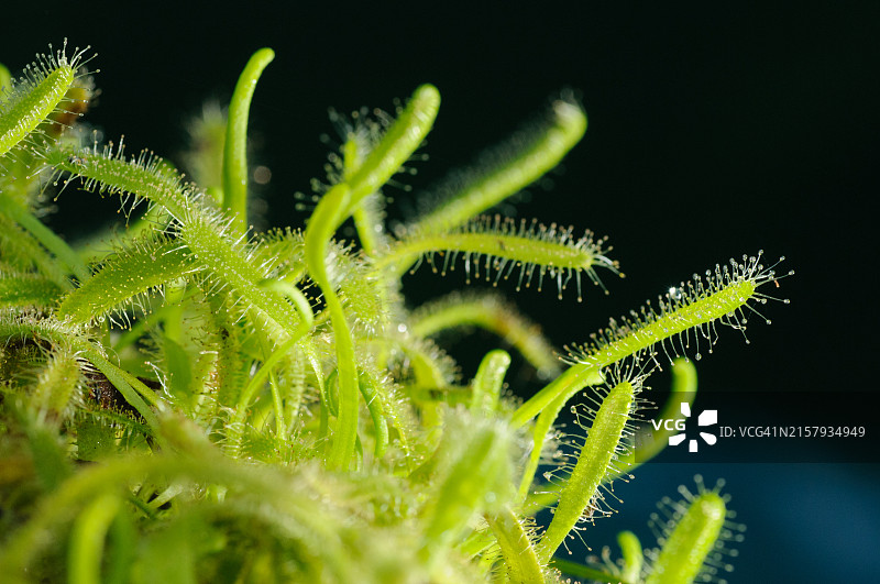 白色开普茅膏菜图片素材