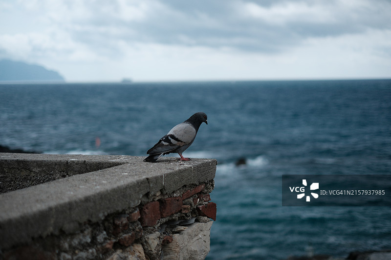 海边墙上的鸽子图片素材