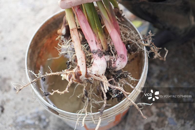 高良姜根图片素材