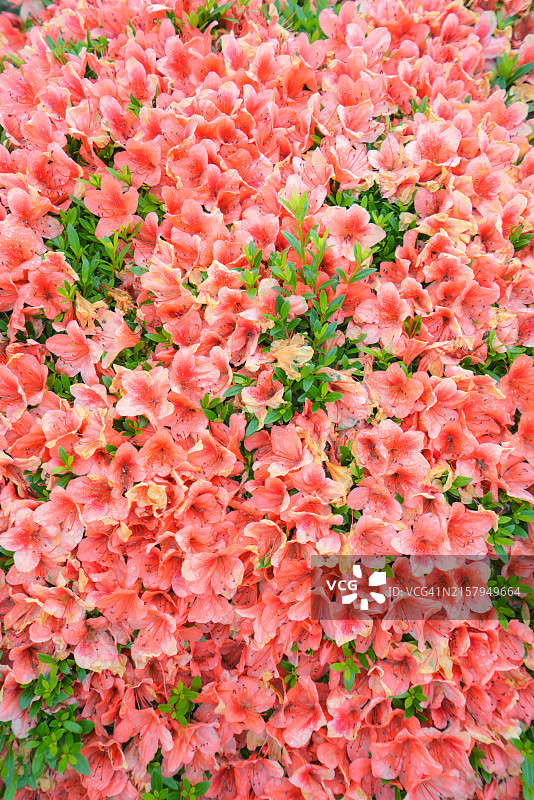 花园中鲜艳的杜鹃花图片素材