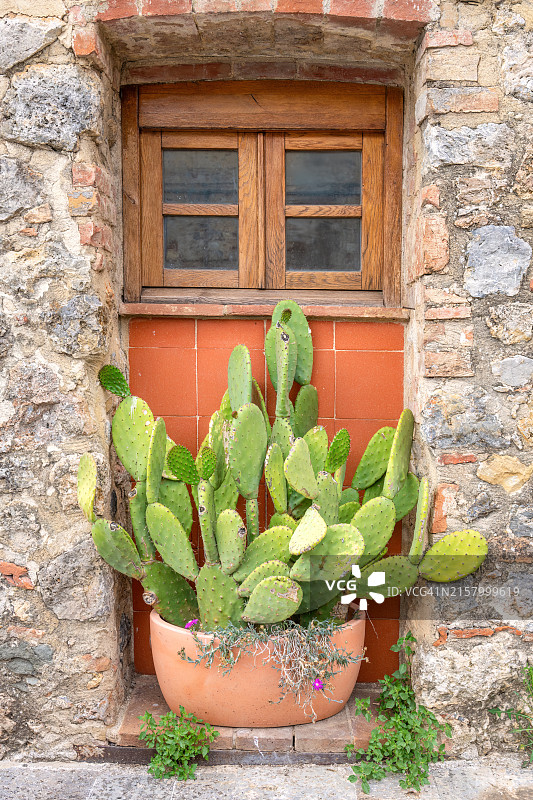 盆栽仙人掌图片素材