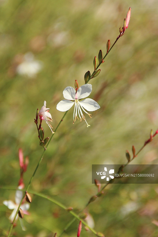 白色山桃草图片素材