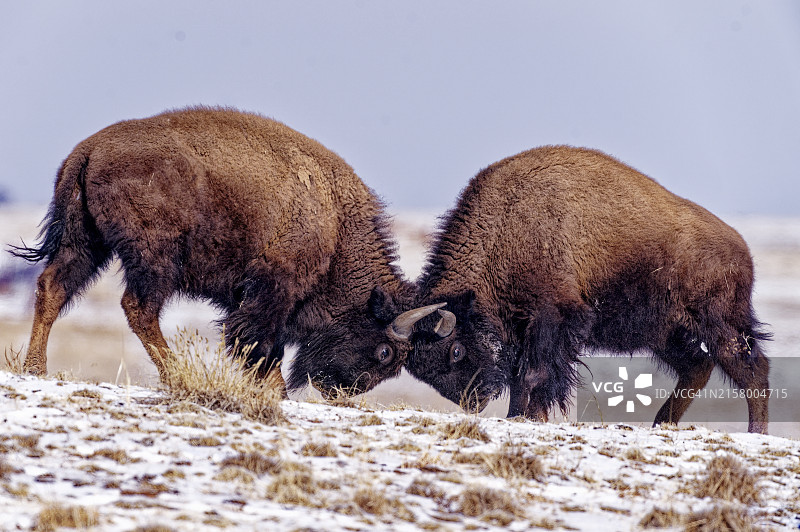 美洲野牛公牛互相试探图片素材