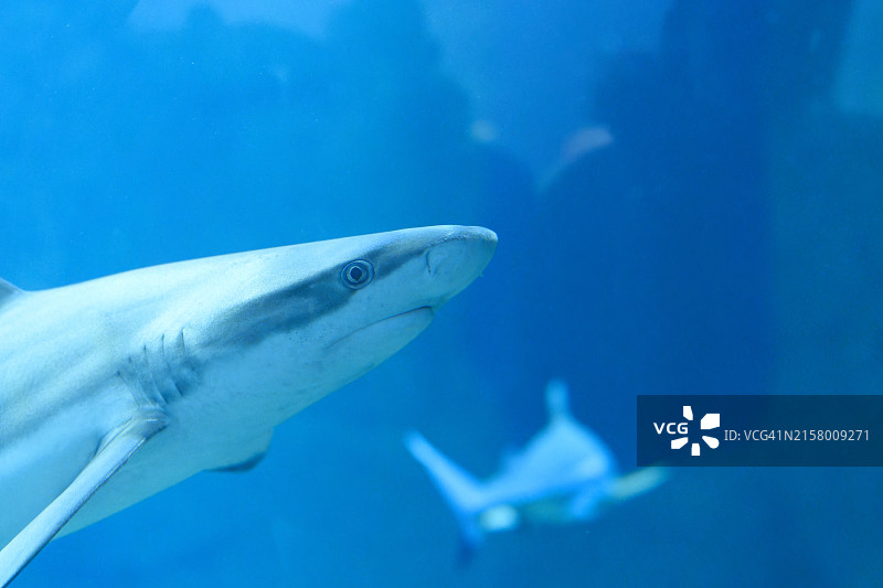 水族馆里的小鲨鱼肖像，侧面看向镜头图片素材