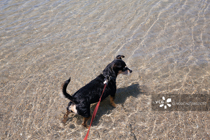 在海里游泳的小狗图片素材