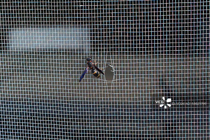 带黄色条纹的黑色黄蜂，害虫，虫子图片素材