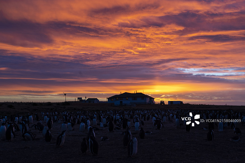 日落时分的企鹅和小屋图片素材