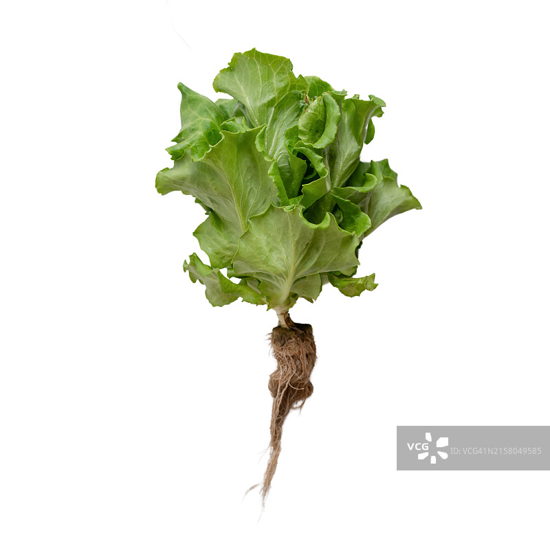 白色背景上孤立的绿色奶油生菜图片素材