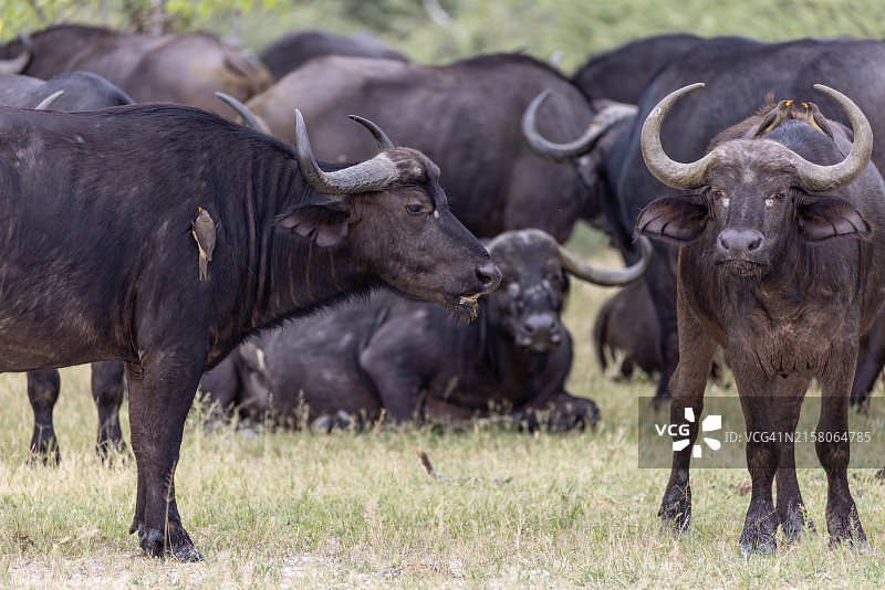 非洲水牛站立着反刍，红嘴牛椋鸟帮其清除寄生虫图片素材