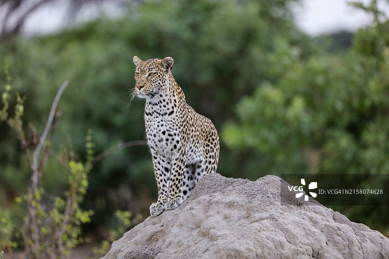 特写：豹子坐蚁丘环顾图片素材