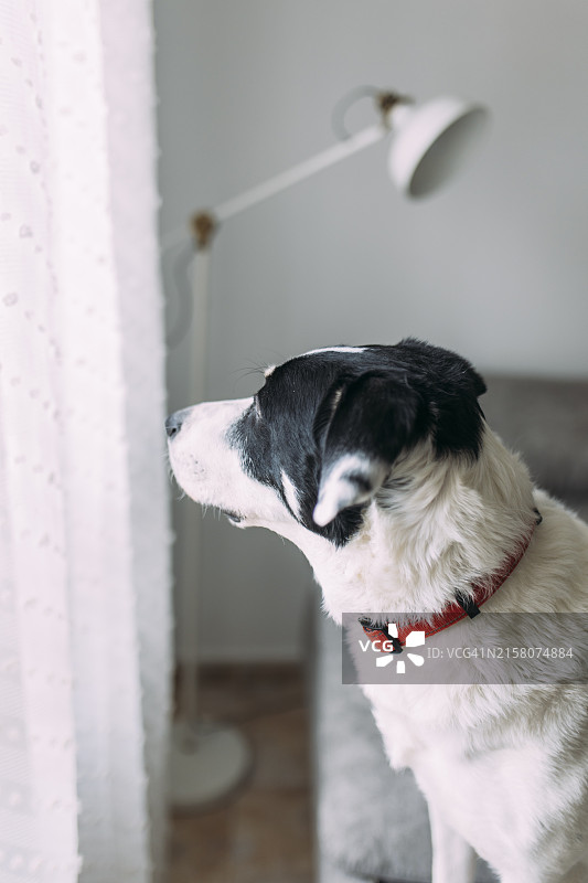 向窗外看的混血犬图片素材