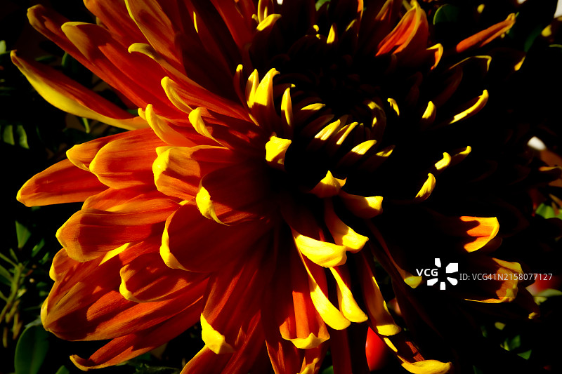 橙色和黄色菊花图片素材