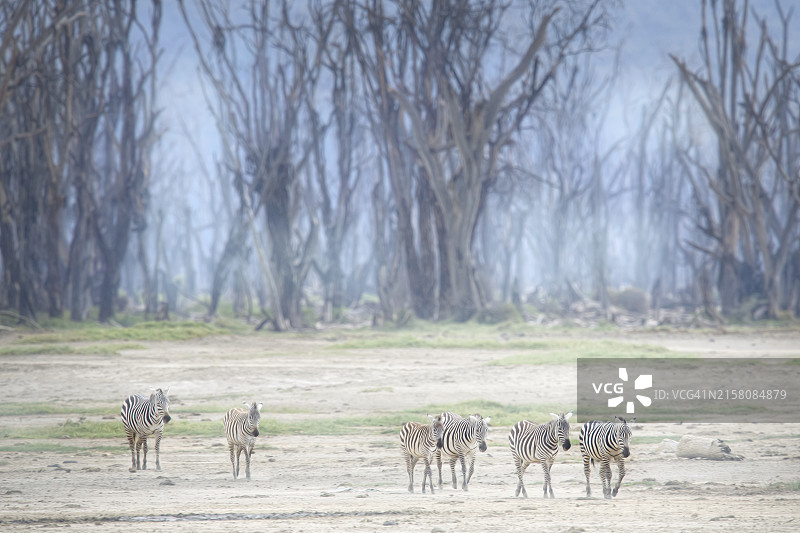 肯尼亚纳库鲁湖的柔和色彩和明亮光线下斑马图片素材