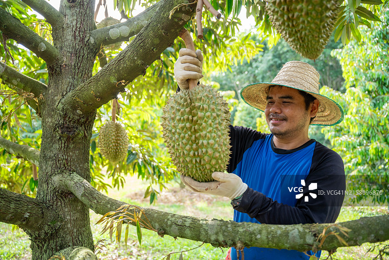 榴莲采摘季，农民和猫山王榴莲，泰国榴莲果，水果之王，农业图片素材