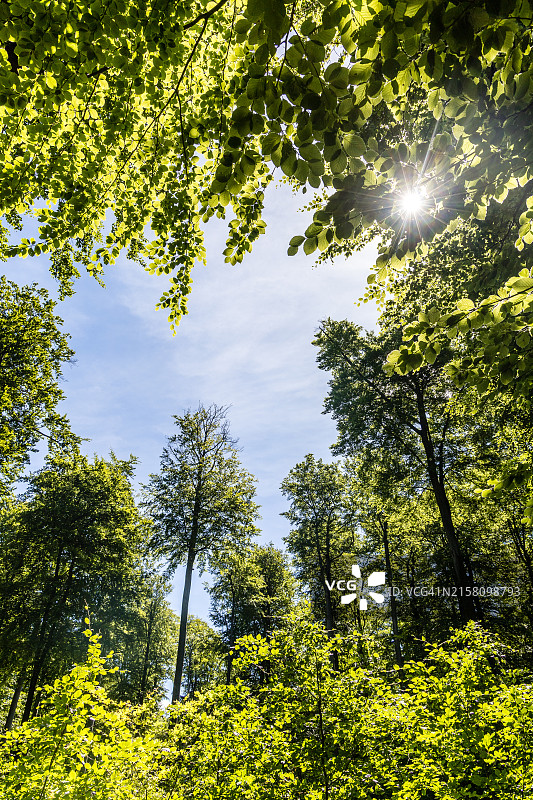 春天阳光穿透山毛榉树林图片素材