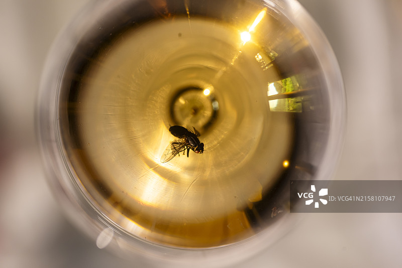 玻璃上的Fly图片素材