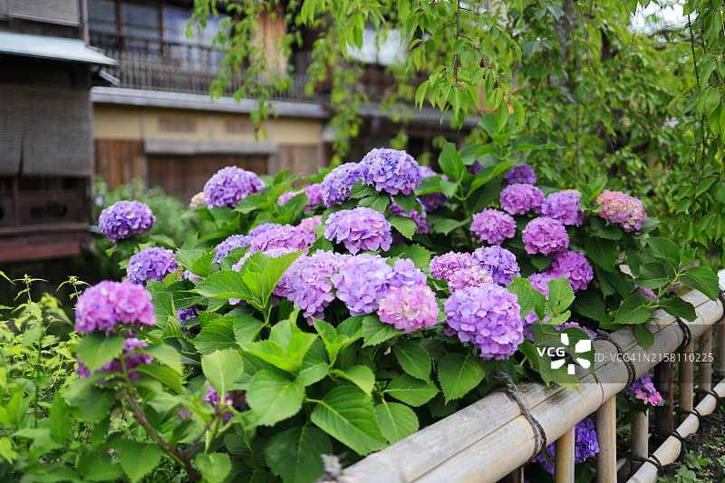京都祇园白川夏季图片素材
