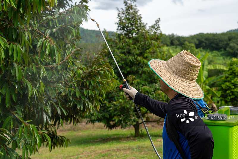 戴着草帽的男人用软管给榴莲树喷洒草药图片素材