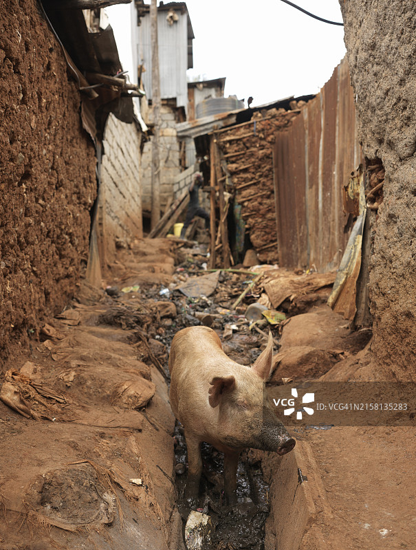 内罗毕基贝拉的猪图片素材