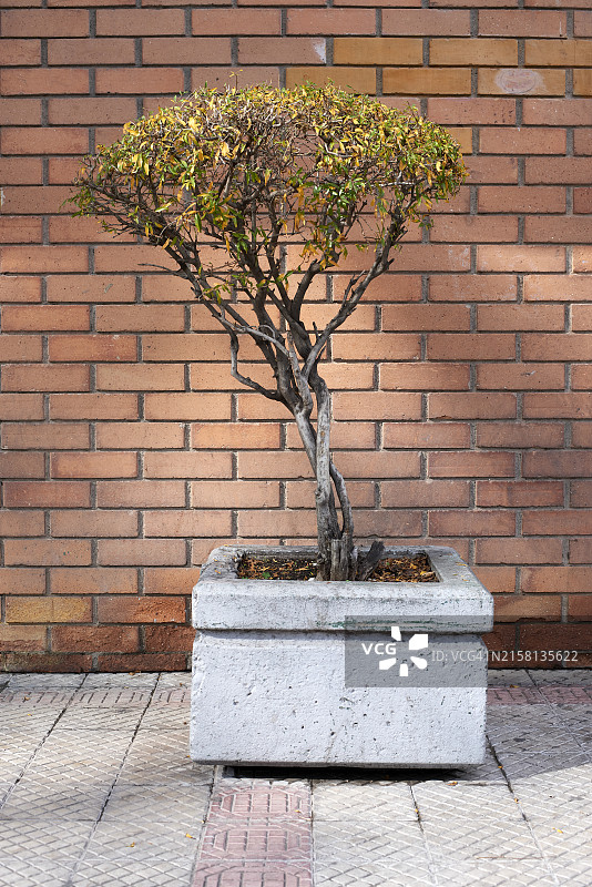 城市盆栽灌木图片素材