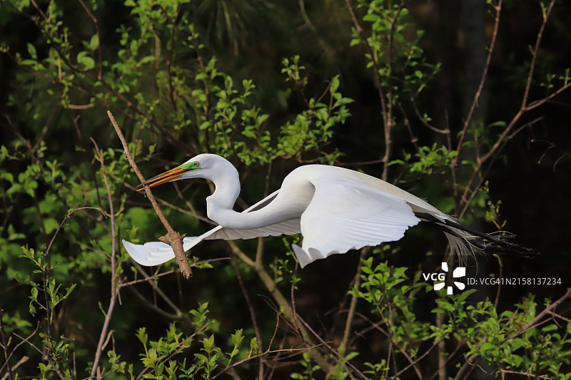 白鹭叼着树枝飞行图片素材