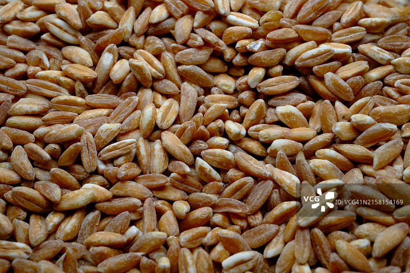 成堆的生斯佩尔特小麦图片素材