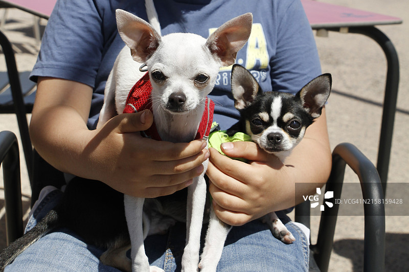 男孩抱着两只小狗图片素材