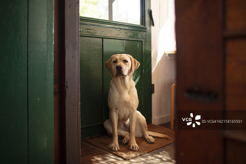 中年雌性纯种黄色拉布拉多寻回犬等待出门图片素材