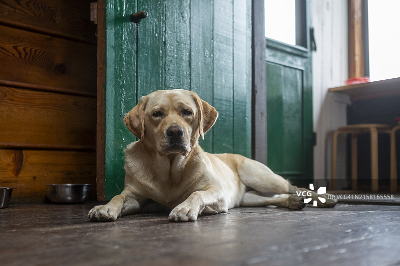 中年雌性纯种黄色拉布拉多寻回犬等待出门图片素材