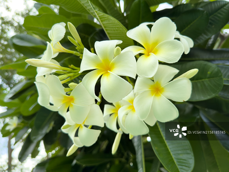 鸡蛋花花图片素材