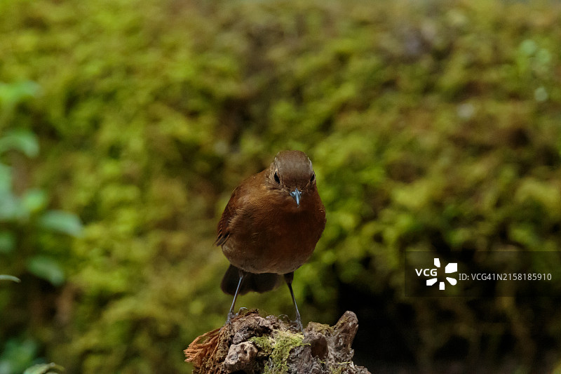 小鸟栖息在树枝上捕捉昆虫图片素材