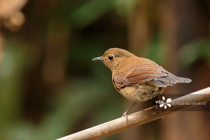 棕胸雅鹛图片素材