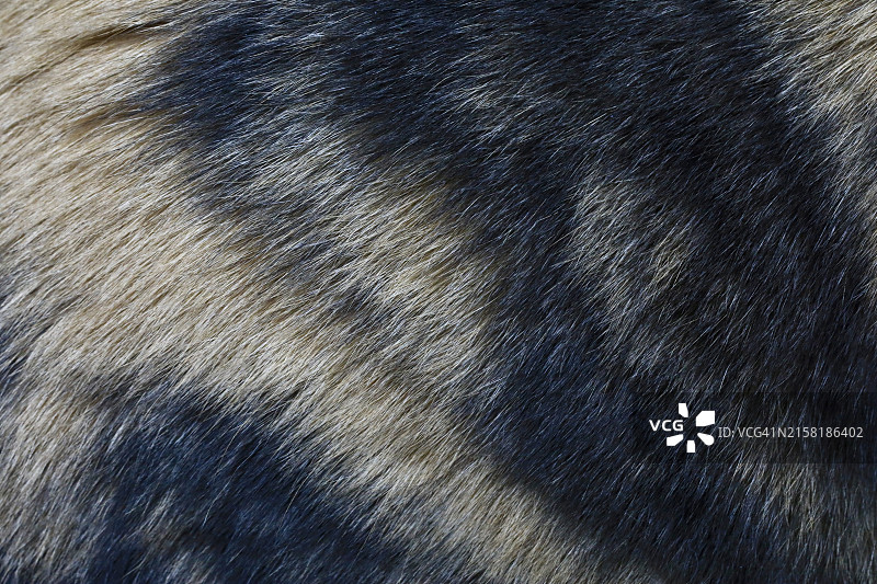 猫咪毛发特写图片素材