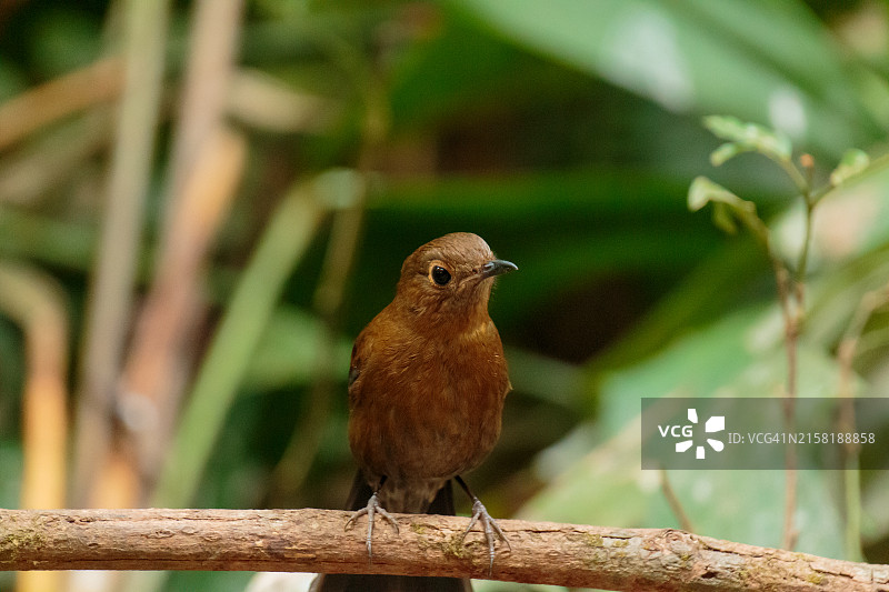 棕胸鹛图片素材