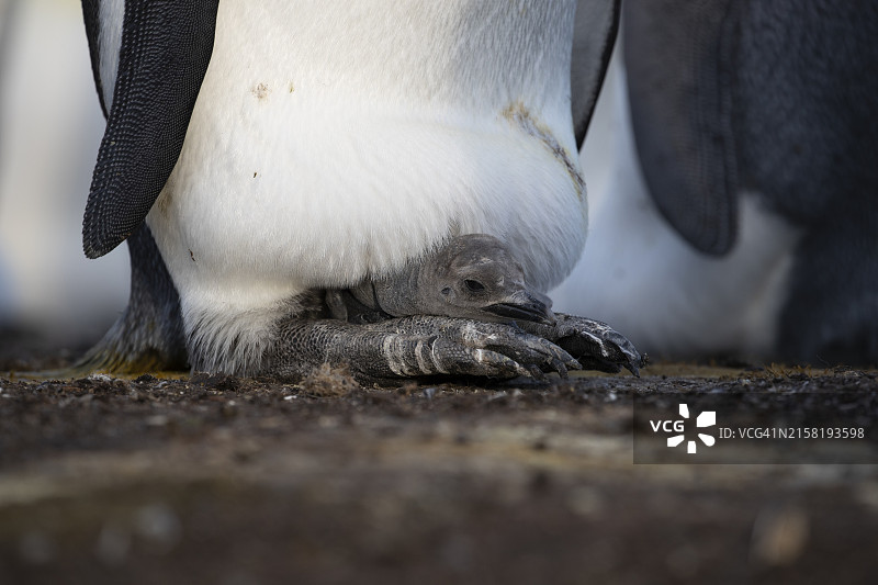 正在孵蛋的帝企鹅图片素材